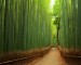 Bambusový les, Čína